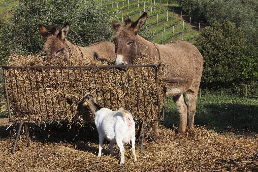 Agriturismo Belvedere Di Pierini E Brugi Campagnatico ภายนอก รูปภาพ